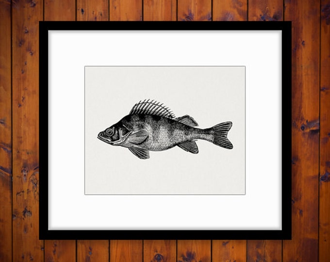 Printable Perch Fish Graphic Digital Download Fish Illustration Image Vintage Clip Art Jpg Png Eps HQ 300dpi No.2723