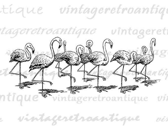 Flamingos Graphic Printable Download Illustration Image Birds Digital Vintage Clip Art Jpg Png Eps HQ 300dpi No.3191