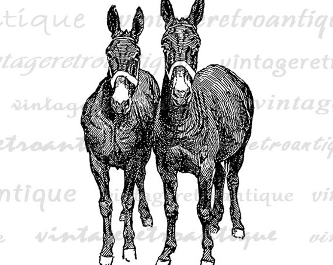 Printable Image Two Mules Digital Horse Download Illustration Graphic Vintage Clip Art Jpg Png Eps HQ 300dpi No.3179