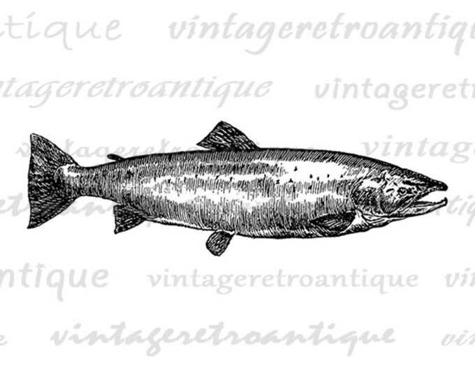 Digital Salmon Fish Printable Image Graphic Download Artwork Antique Clip Art Jpg Png Eps HQ 300dpi No.4056