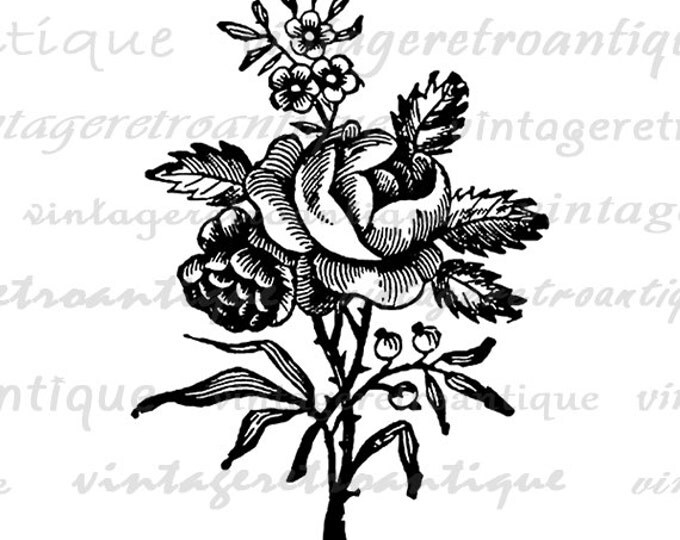 Rose Flower Graphic Image Printable Download Digital Artwork Jpg Png Eps HQ 300dpi No.2221