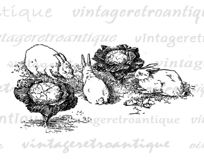 Rabbits Eating Cabbage Digital Graphic Printable Bunny Spring Download Antique Image Vintage Clip Art Jpg Png Eps HQ 300dpi No.335