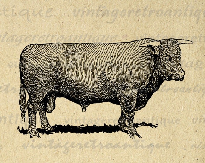 Printable Devon Bull Cow Digital Download Farm Animal Graphic Image Vintage Clip Art Jpg Png Eps HQ 300dpi No.3546