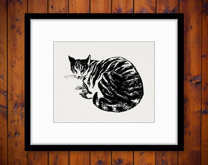 Printable Digital Cat Image Housecat Illustration Graphic Download Vintage Clip Art Jpg Png Eps HQ 300dpi No.3282