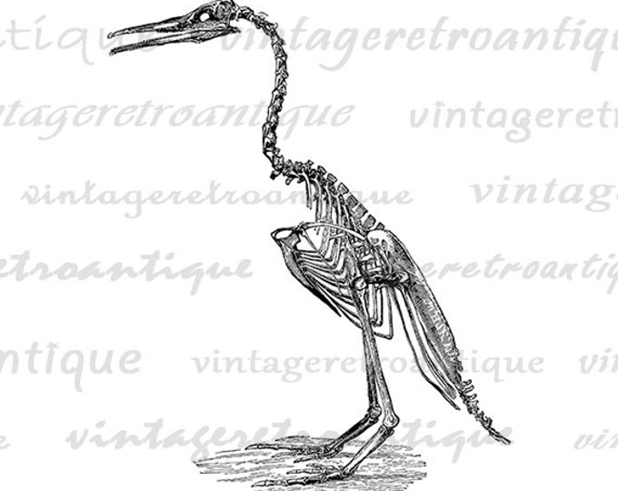 Bird Skeleton Image Graphic Printable Digital Download Illustration Vintage Clip Art Jpg Png Eps HQ 300dpi No.2699