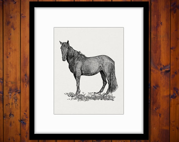 Horse Printable Image Graphic Animal Download Digital Illustration Antique Clip Art Jpg Png Eps HQ 300dpi No.3551