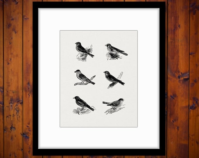 Printable Graphic Set of Six Birds Digital Download Image Artwork Vintage Clip Art Jpg Png Eps HQ 300dpi No.2722