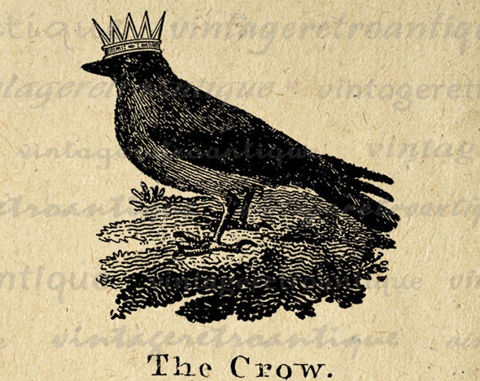 Crow with Crown Digital Image Graphic Bird Illustration Download Printable Vintage Clip Art Jpg Png Eps HQ 300dpi No.1036