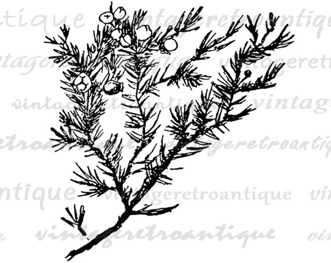 Digital Printable Juniper Branch Graphic Tree Image Plant Download Vintage Clip Art Jpg Png Eps HQ 300dpi No.894