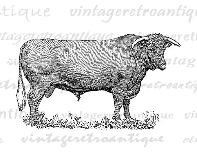 Digital Bull Printable Image Farm Animal Download Cow Graphic Vintage Clip Art Jpg Png Eps HQ 300dpi No.3153