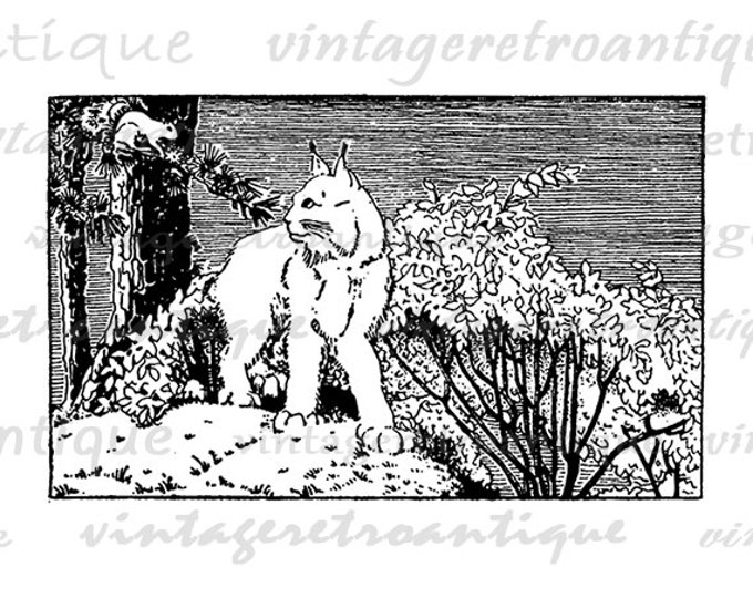 Bobcat Digital Image Download Printable Graphic Vintage Clip Art Jpg Png Eps HQ No.2027