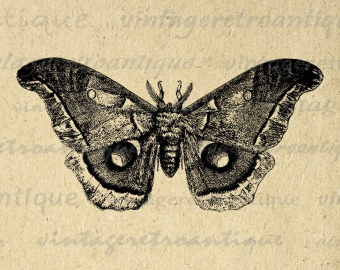 Digital Graphic Moth Download Butterfly Printable Image Vintage Clip Art Jpg Png Eps HQ 300dpi No.3134