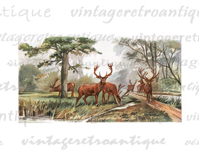 Printable Deer Image Download Color Illustration Digital Graphic Vintage Clip Art HQ 300dpi No.2066