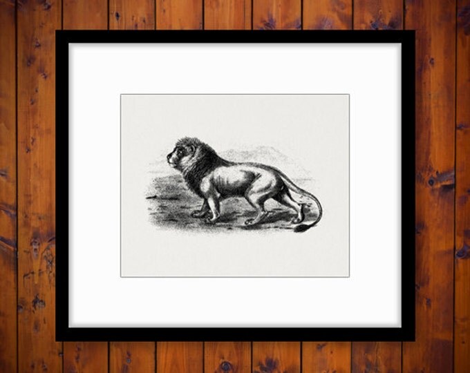 Lion Cat Wild Animal Antique Graphic Digital Image Download Printable Vintage Clip Art Jpg Png Eps HQ 300dpi No.001