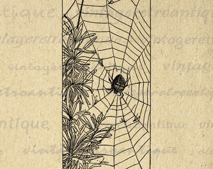 Spider on Spider Web Image Graphic Download Digital Spiderweb Printable Antique Clip Art Jpg Png Eps HQ 300dpi No.2536