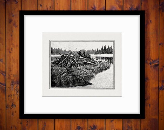 Beaver Dam Graphic Digital Image Download Printable Jpg Png Eps HQ 300dpi No.777