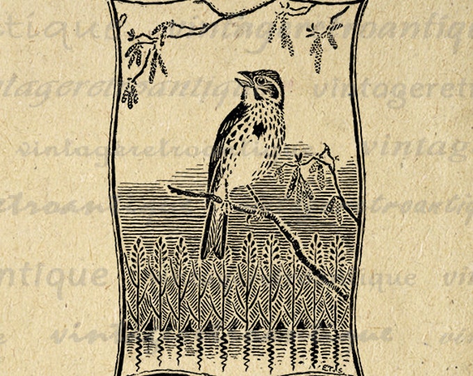 Digital Finch Bird Image Graphic Illustration Download Printable Vintage Clip Art Jpg Png Eps 18x18 HQ 300dpi No.1713