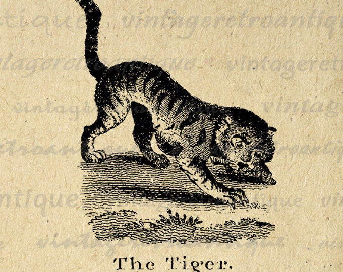 Printable Digital Antique Tiger Illustration Graphic Cat Artwork Image Download Vintage Clip Art for Transfers HQ 300dpi No.933