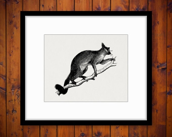 Printable Digital Vulpine Opossum Image Animal Illustration Graphic Download Vintage Clip Art Jpg Png Eps HQ 300dpi No.2792