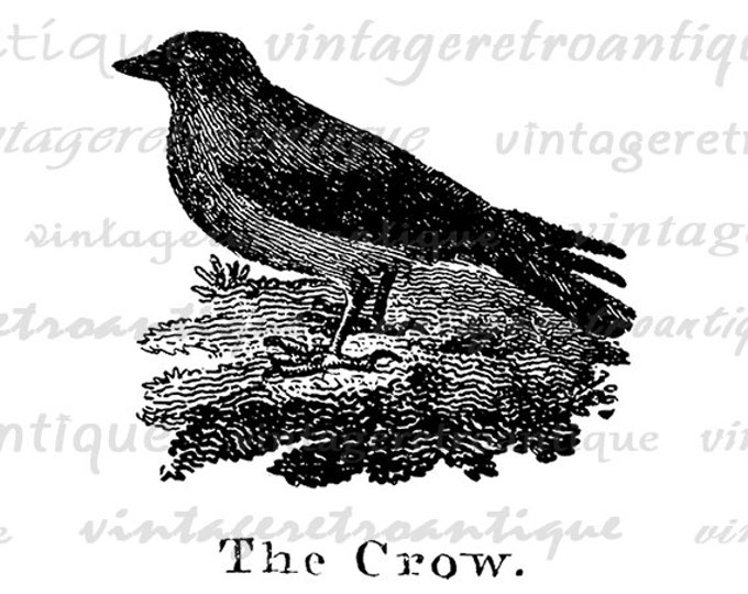 Antique Crow Illustration Graphic Printable Image Bird Artwork Digital Download Vintage Clip Art for Transfers HQ 300dpi No.929