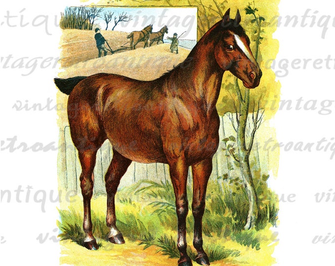 Classic Horse Illustration Graphic Printable Digital Color Download Image Antique Clip Art for Transfers HQ 300dpi No.2014