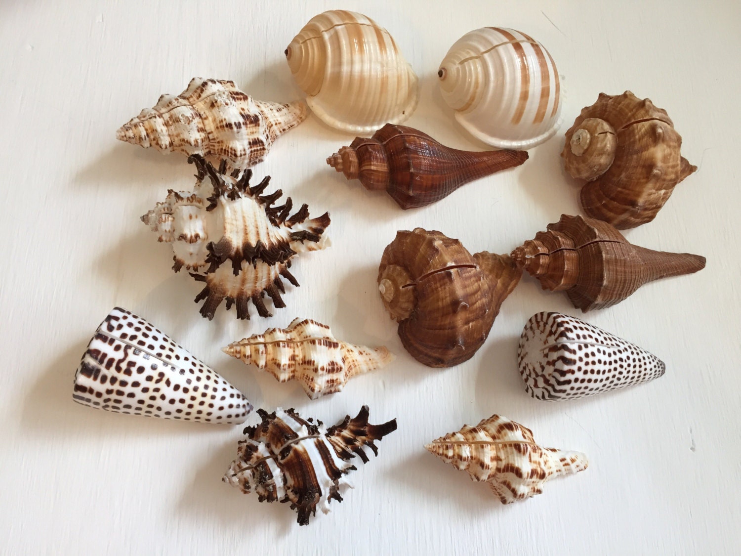 Assorted Sea Shell Place Card Holders 10pc Beach Wedding