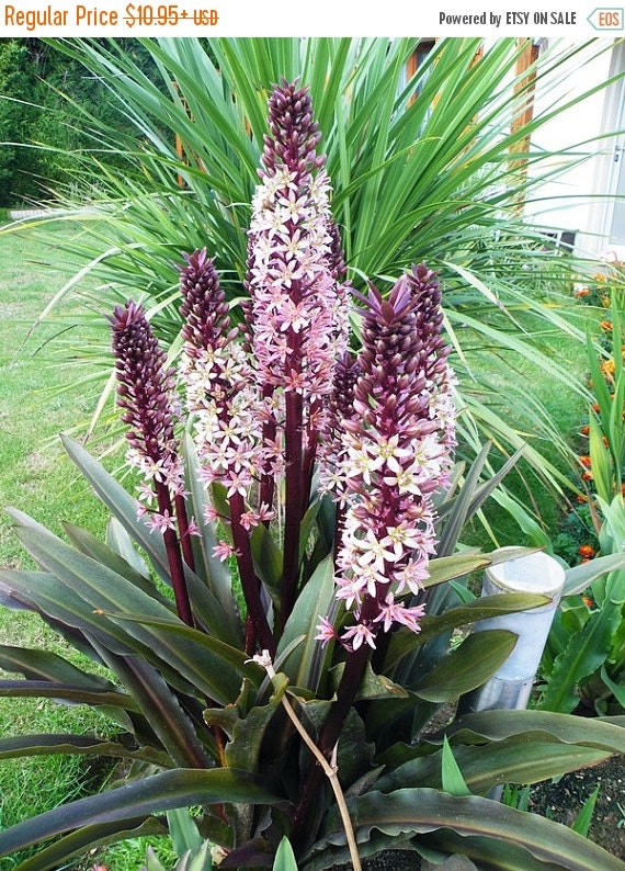 SALE Reuben' Pineapple Lily 1 Bulb 911 by CaribbeanGarden