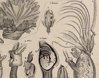 OKEN.1843.Antique LARGE print"Oken's Allgemeine Naturgeschichte".Marine fauna.174 years old.Lithograph.13.3x10.5 inches,or 34x27cm.