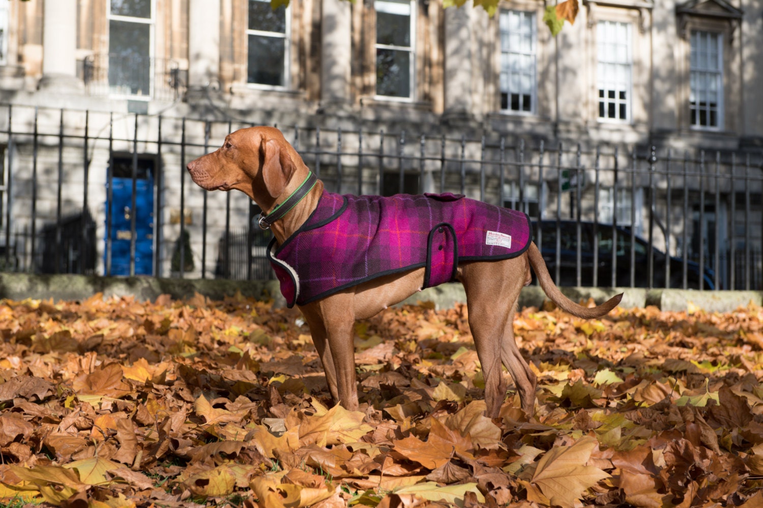 Harris Tweed dog coats the Poppy Cherish pet by DawnColgan on Etsy