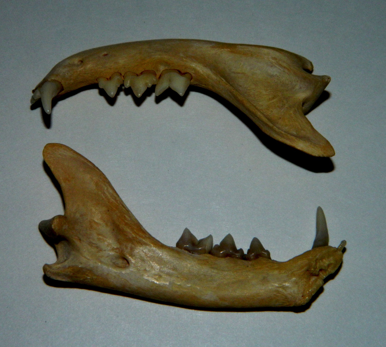 Animal Jaw Bones 2.5 Roughly