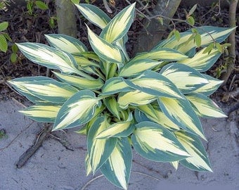 Party Popper Hosta - Dwarf - 4" Pot