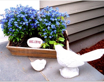 Flower Seeds - BLUE WATERFALL - Forget Me Not