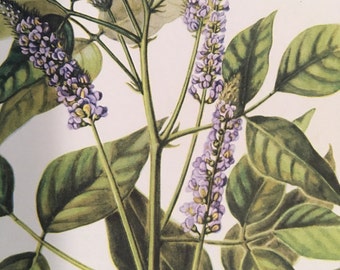 Sainfoin, Psoralea onobrychis, Vintage illustration botanical print
