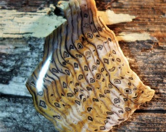 Hells Canyon Petrified Wood Cabochons