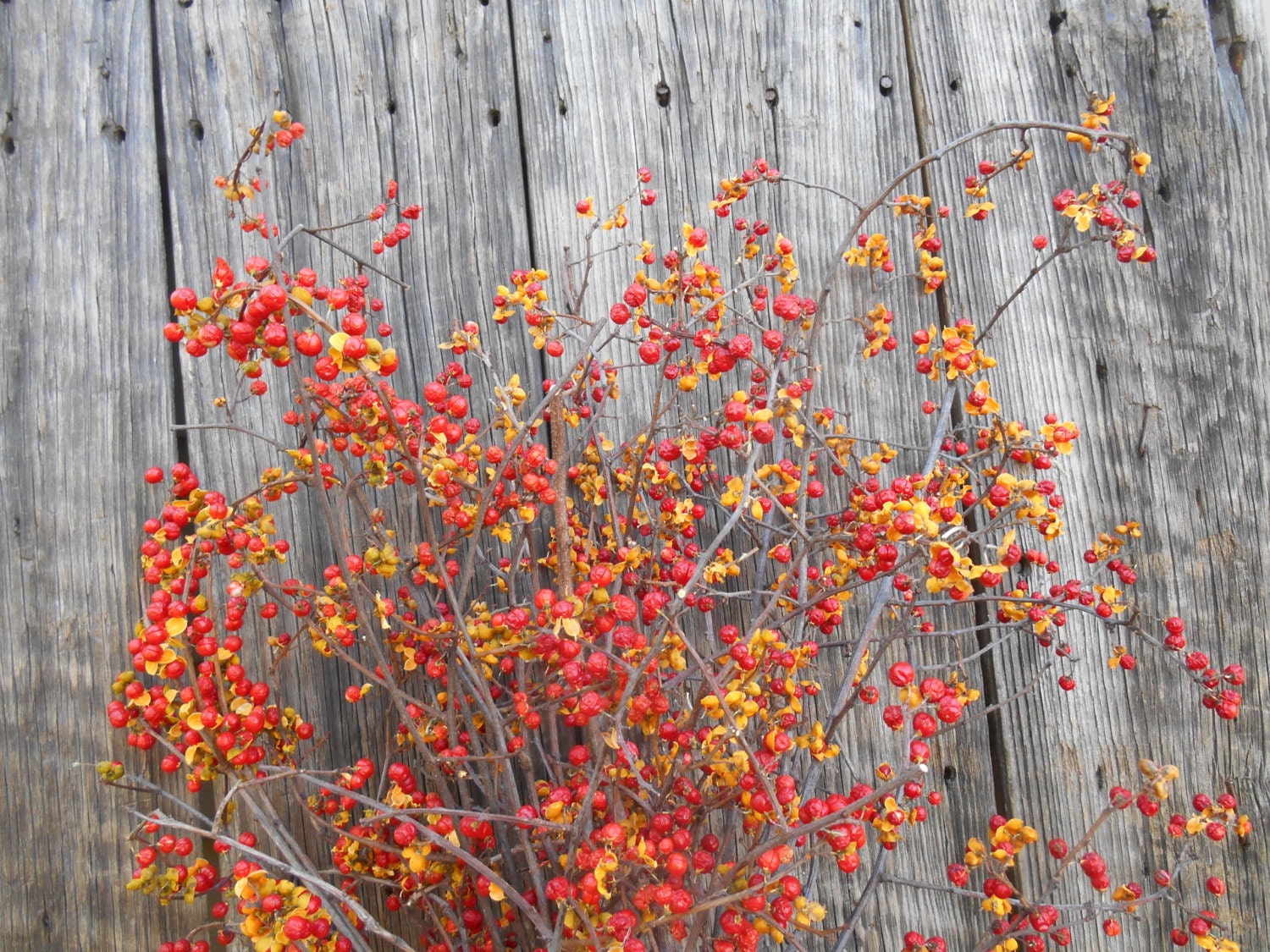 Real Bittersweet Vine and Branches Large Bunch of Berries Swag