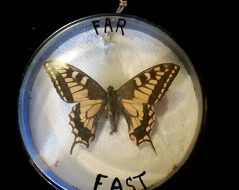 Vintage Butterfly Mount in Specimen Jar