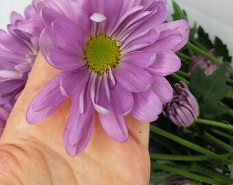 Reese Twirl Purple Daisy