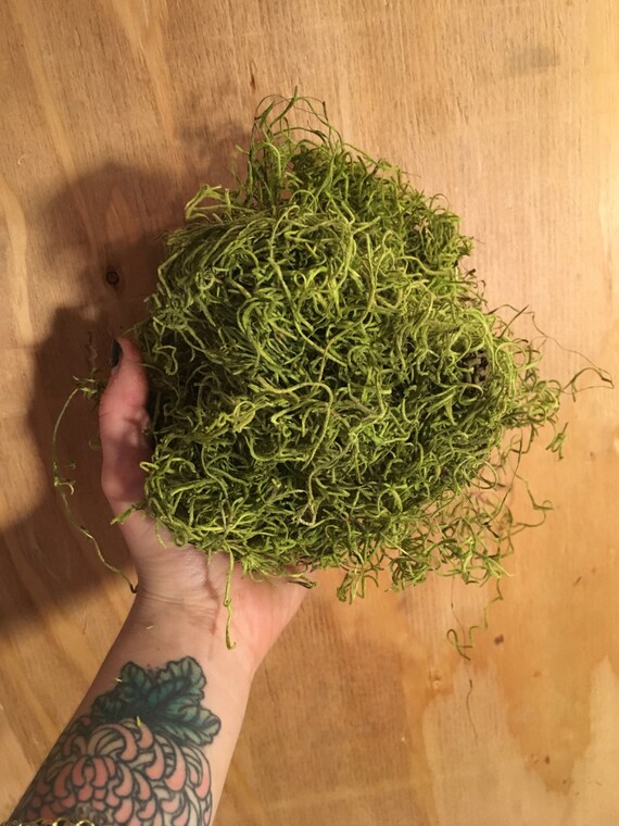 Natural Spanish Moss Box Preserved Moss Dried by WildOakStudio