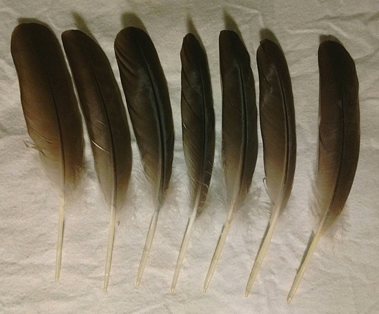 Seven Canadian Goose Wing Feathers, Excellent Condition from ...