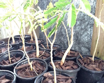 1 live delonix regia royal poinciana - flamboyant flame tree flower plant - 6 to 11 Inches Tall -m170