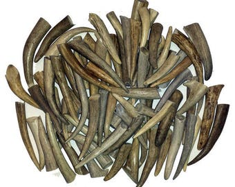 24 Pack - Deer Antler Tips, Tines, Points - Med. Size 2.5" To 4" Long. GRADE A