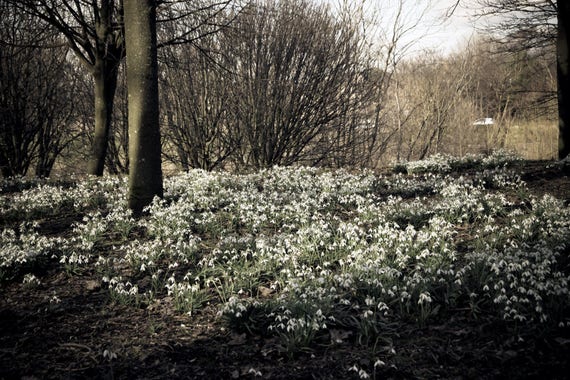 Snowdrops, Glasgow Park, Park Photography, Flower Photography, Nature Photography, Flower, Wall Art, Wall Decor, Fine Art Photography