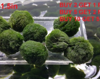 Marimo Moss ball XL ~1.5" BUY 2 get 1 FREE Freshwater plants and terrarium garden bonsai fish shrimp