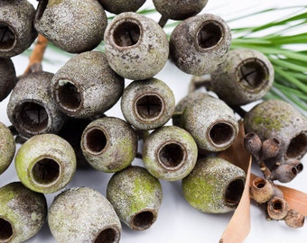 20 Large gumnuts, Australian Gumnuts, Australian Nature Supplies, Australian Decor, Australian Crafts, Floral Arrangement Foliage