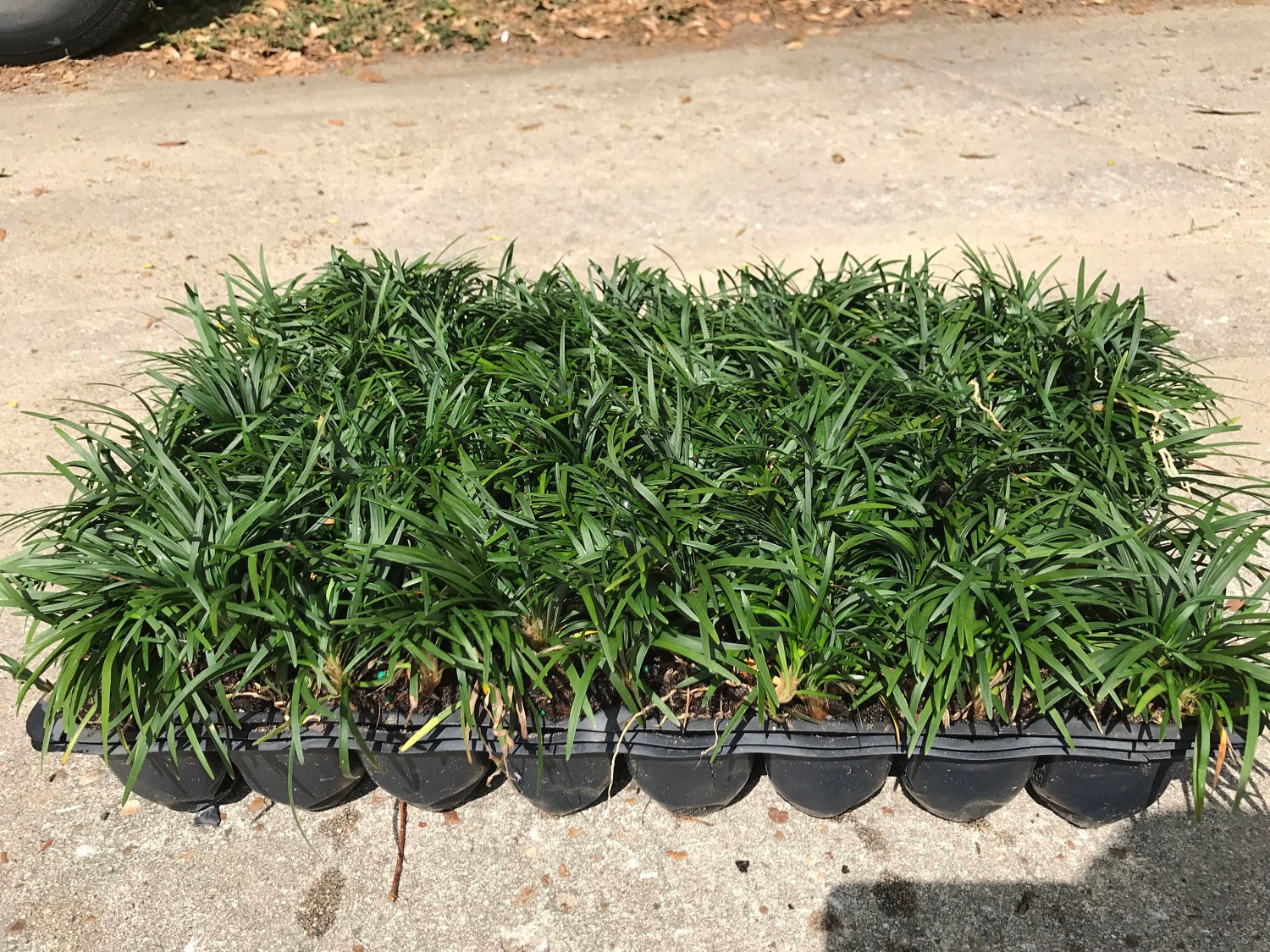 Dwarf Mondo Grass Live Plants Shade Loving Evergreen Ground