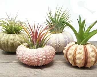 4 Pcs Sea Urchin Air Plant Lot / Kit Includes 4 Plants and 4 shells + Kraft Gift Box