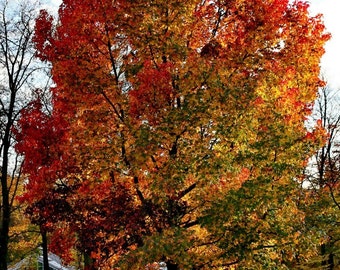 Sweet gum | Etsy