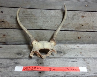 Small Set of Taxidermy Quality Whitetail Deer Antlers - Lot No. 03357HO