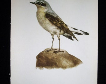 Wheatear Etsy