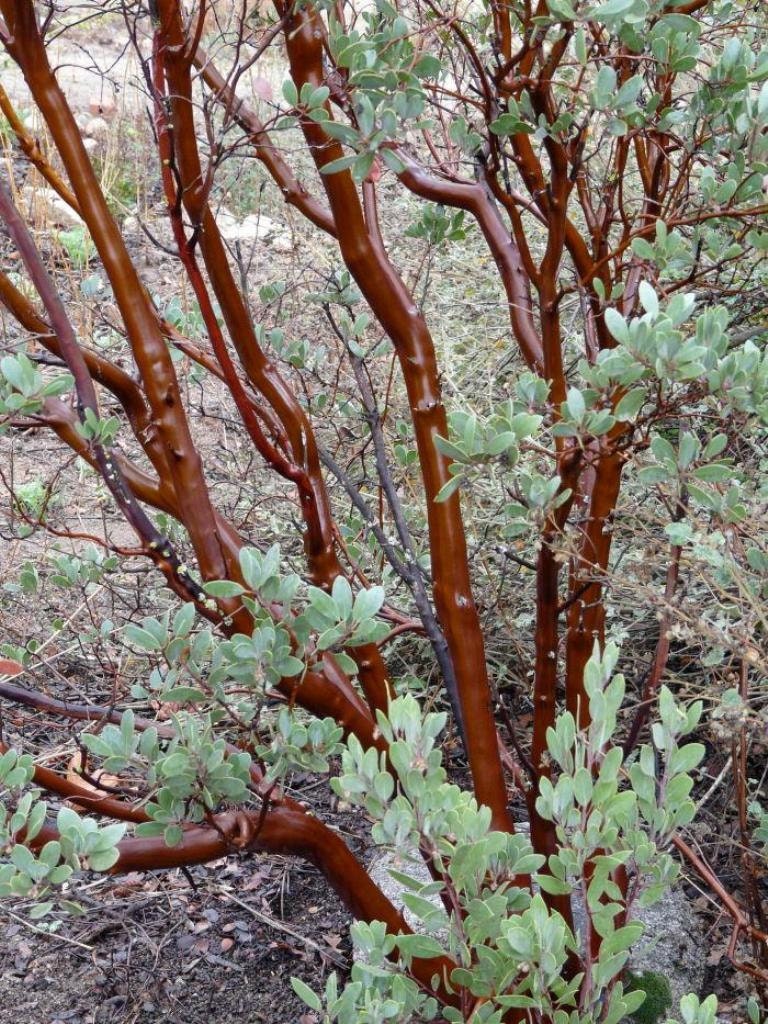 Mexican Manzanita Seeds Arctostaphylos pungens 25 Seeds